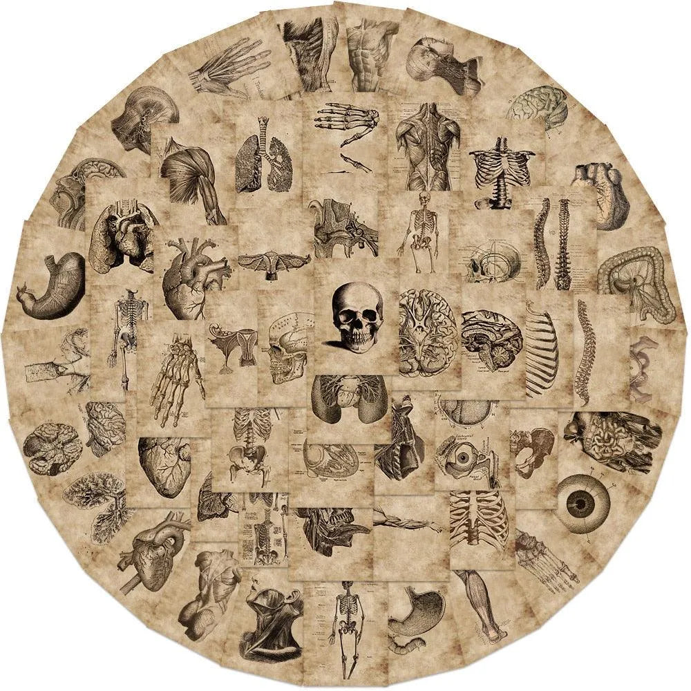 56 PVC Anatomical Adhesive Stickers